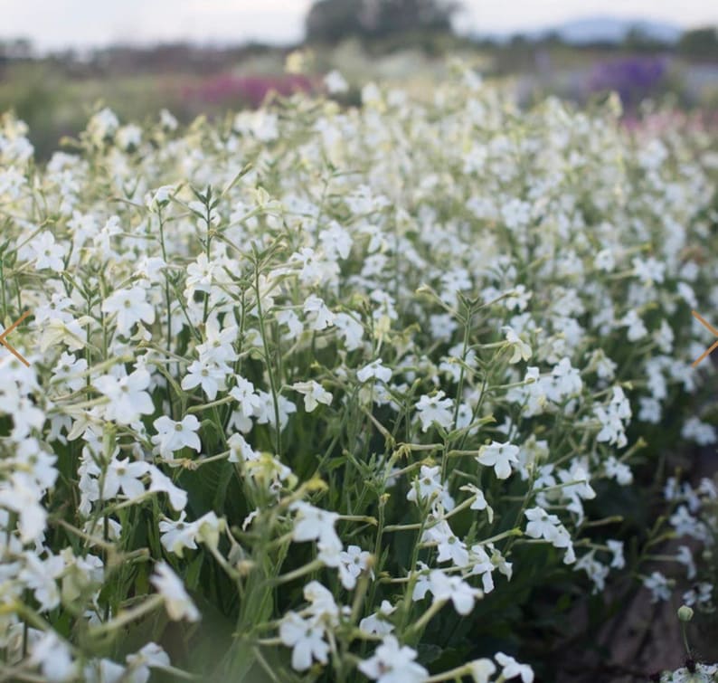 Jasmine Scented Flowering Tobacco 'Starlight Dancer' Nicotiana alata Seeds Cut Flowers Bouquet HUMMINGBIRDS love it image 4