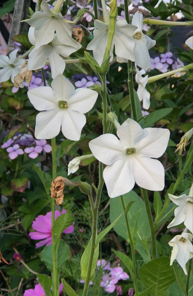 Jasmine Scented Flowering Tobacco 'Starlight Dancer' Nicotiana alata Seeds Cut Flowers Bouquet HUMMINGBIRDS love it image 5