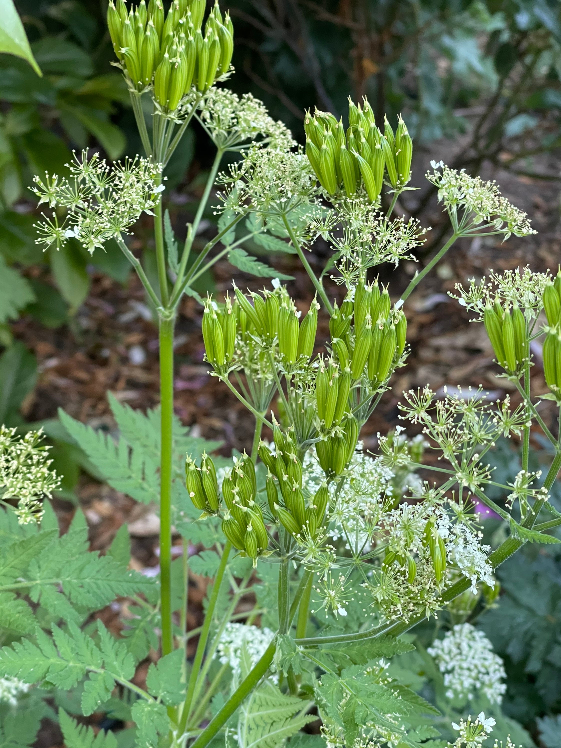Sweet Cicely medicinal herb licorice scented edible attracts Etsy