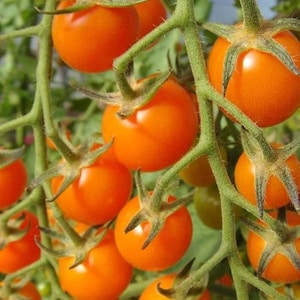 Super Sweet Sungold Cherry Tomato SEEDS simply the sweetest earliest tomato ever Dizzy Bees Urban Food Garden