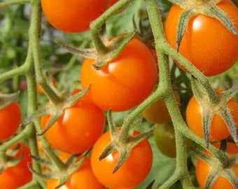 Super Sweet Sungold Cherry Tomato SEEDS simply the sweetest earliest tomato ever Dizzy Bees Urban Food Garden