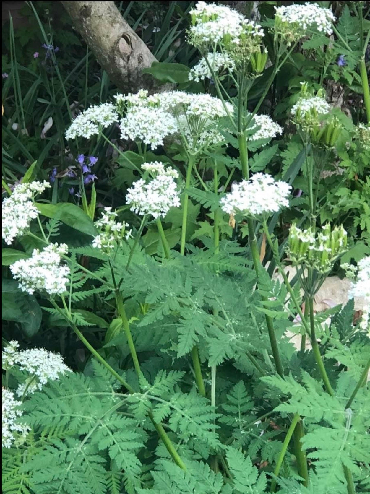 Sweet Cicely medicinal herb licorice scented edible attracts Etsy