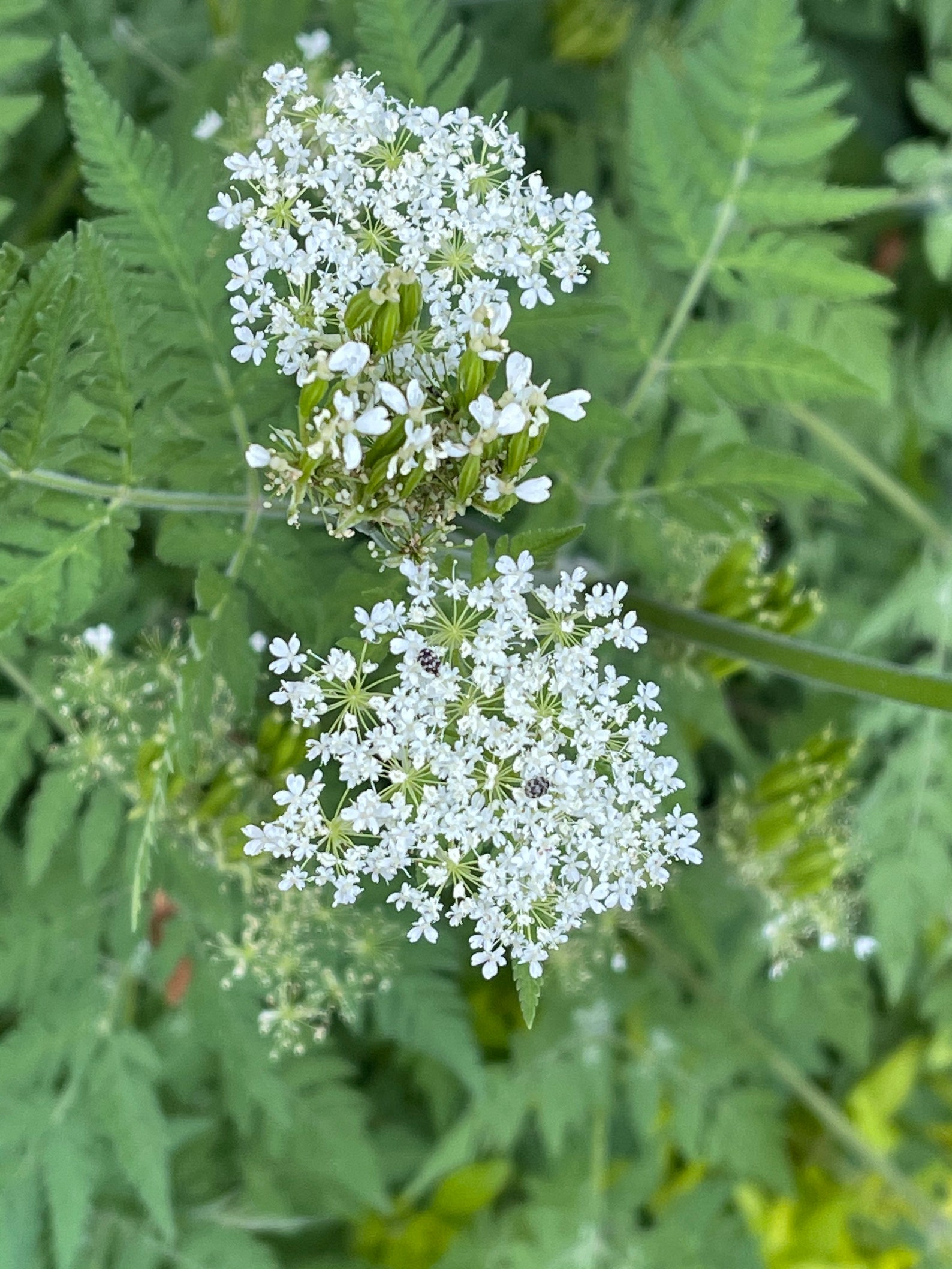 Sweet Cicely medicinal herb licorice scented edible attracts Etsy