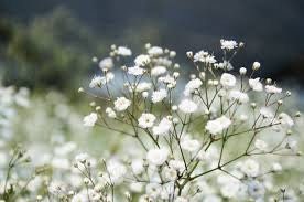 Babys Breath Gypsophila Elegan 200 Seeds Dried Flower Pressed -  Israel