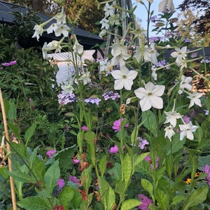 Jasmine Scented Flowering Tobacco 'Starlight Dancer' Nicotiana alata Seeds Cut Flowers Bouquet HUMMINGBIRDS love it image 7