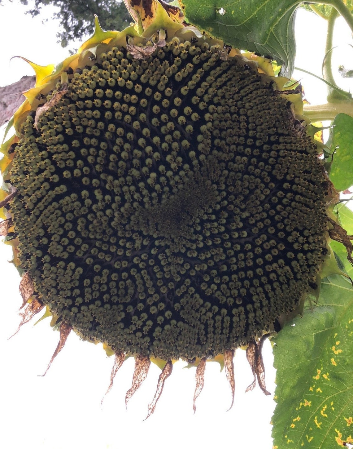 Russian Mammoth GIANT SUNFLOWER SEEDS attracts Butterflies Etsy