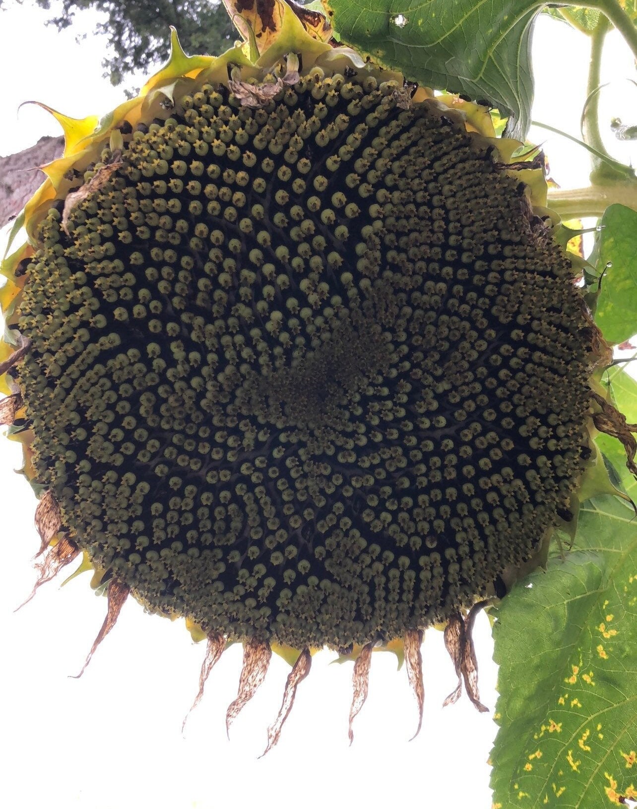 Russian Mammoth GIANT SUNFLOWER SEEDS Attracts Butterflies Etsy Canada