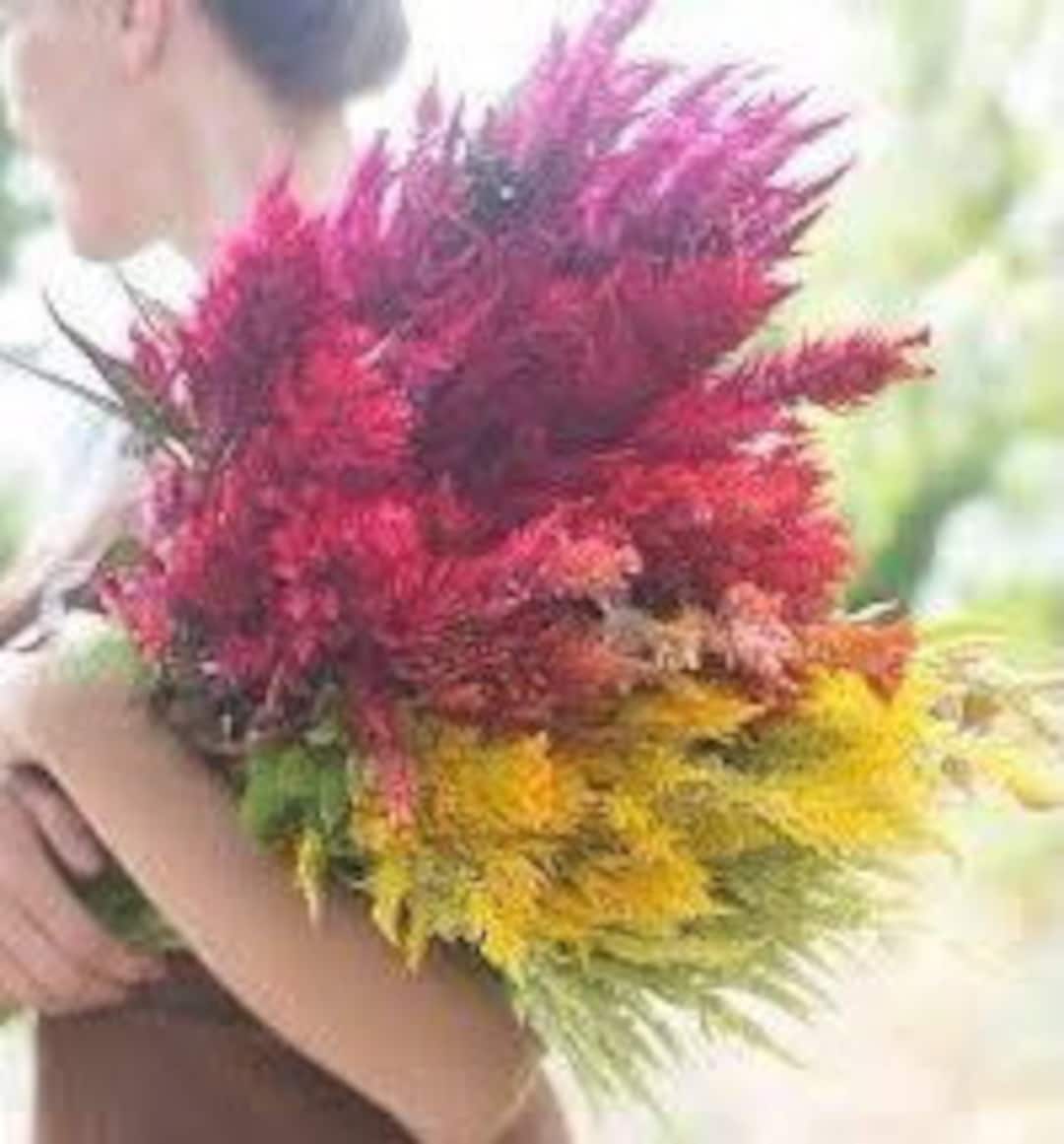 Celosia Pampas Plume Mix 250 Seeds Celosia Argentea Var. Plumosa Cut ...