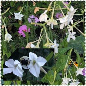 Jasmine Scented Flowering Tobacco 'Starlight Dancer' Nicotiana alata Seeds Cut Flowers Bouquet HUMMINGBIRDS love it image 10