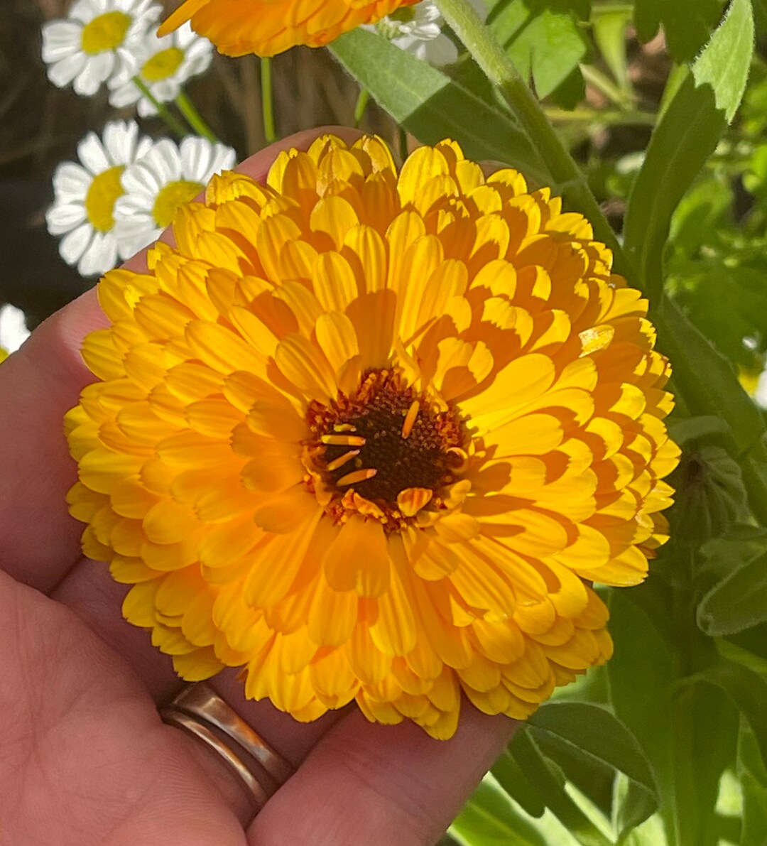 Calendula Tall Cutting Flowers SEEDS medicinal herb pot marigold
