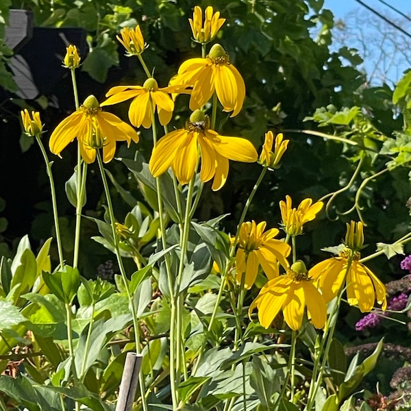 6-8' Rudbeckia 'Autumm Sun' GRAINES d'échinacée Grandiflora laciniata 'Herbstsonne' Susan aux yeux noirs Fleurs coupées Dizzy Bees Jardin urbain