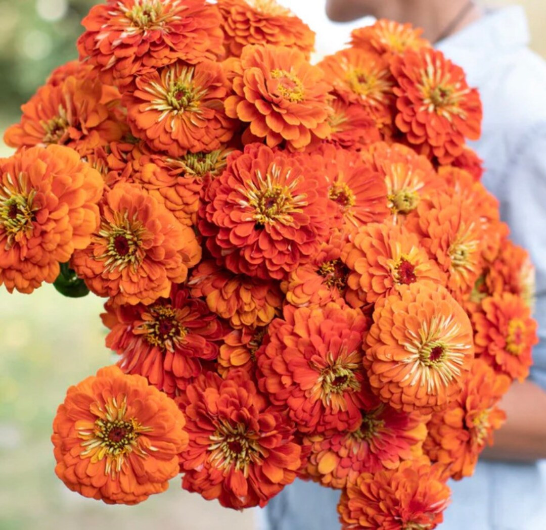 Giant Dahlia Orange ZINNIA SEEDS Cut Flower Bouquet Dizzy Bees Urban