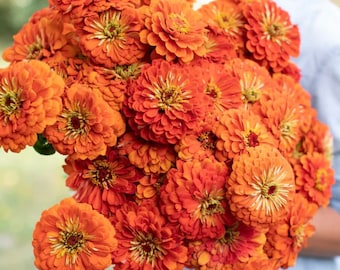 Giant Dahlia Orange ZINNIA SEEDS cut flower bouquet Dizzy Bees Urban Garden *combined shipping*