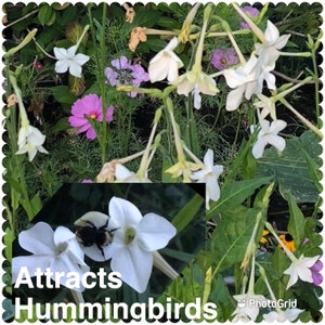 Jasmine Scented Flowering Tobacco 'Starlight Dancer' Nicotiana alata Seeds Cut Flowers Bouquet HUMMINGBIRDS love it image 6