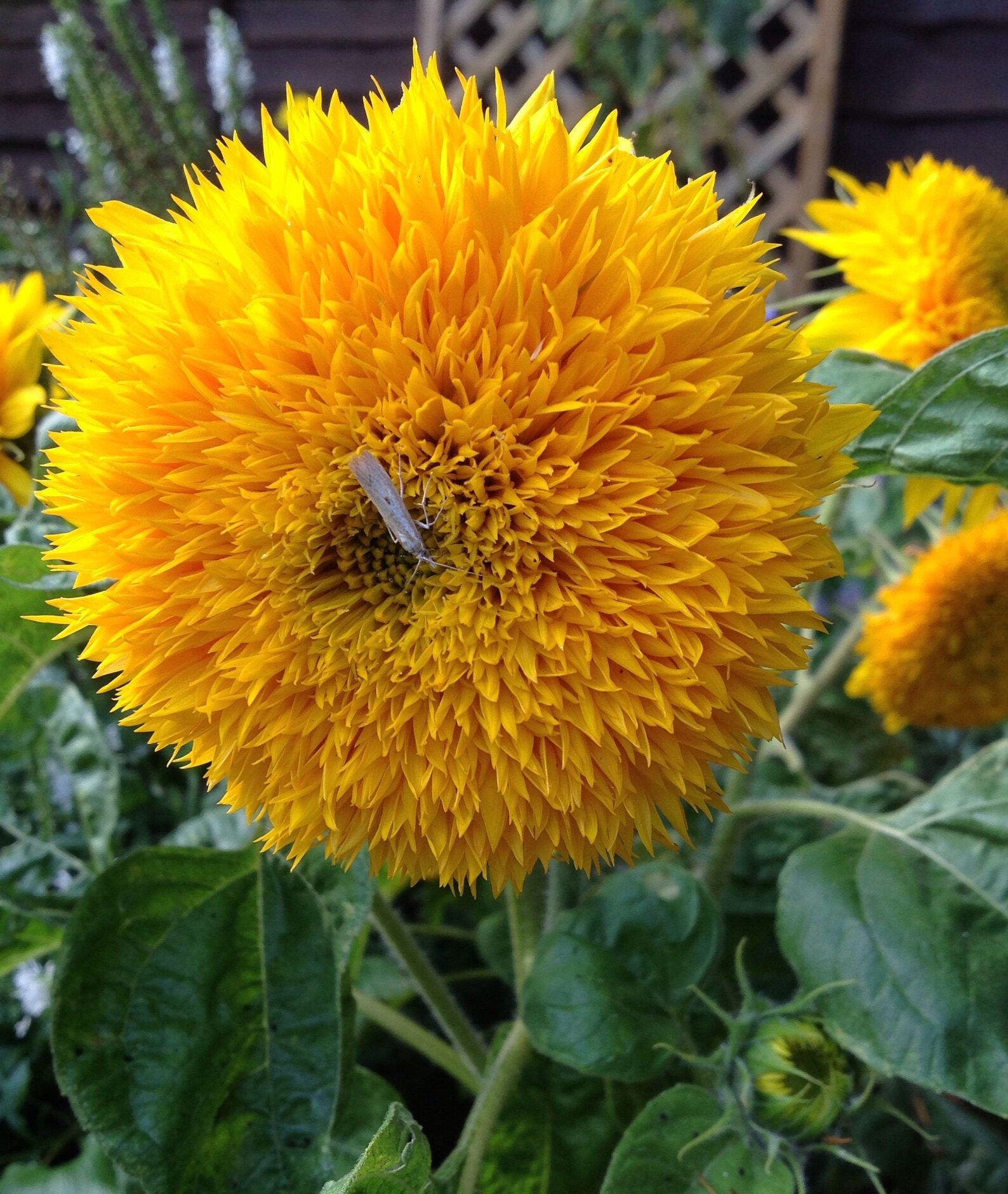 Dwarf Teddy Bear SUNFLOWER SEEDS Double Fluffy Cut Flower Etsy