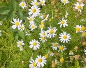 German Camomile Seeds perfect for teas, herb gardens, path ways ground cover Dizzy Bees Urban Garden