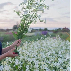 Jasmine Scented Flowering Tobacco 'Starlight Dancer' Nicotiana alata Seeds Cut Flowers Bouquet HUMMINGBIRDS love it image 3