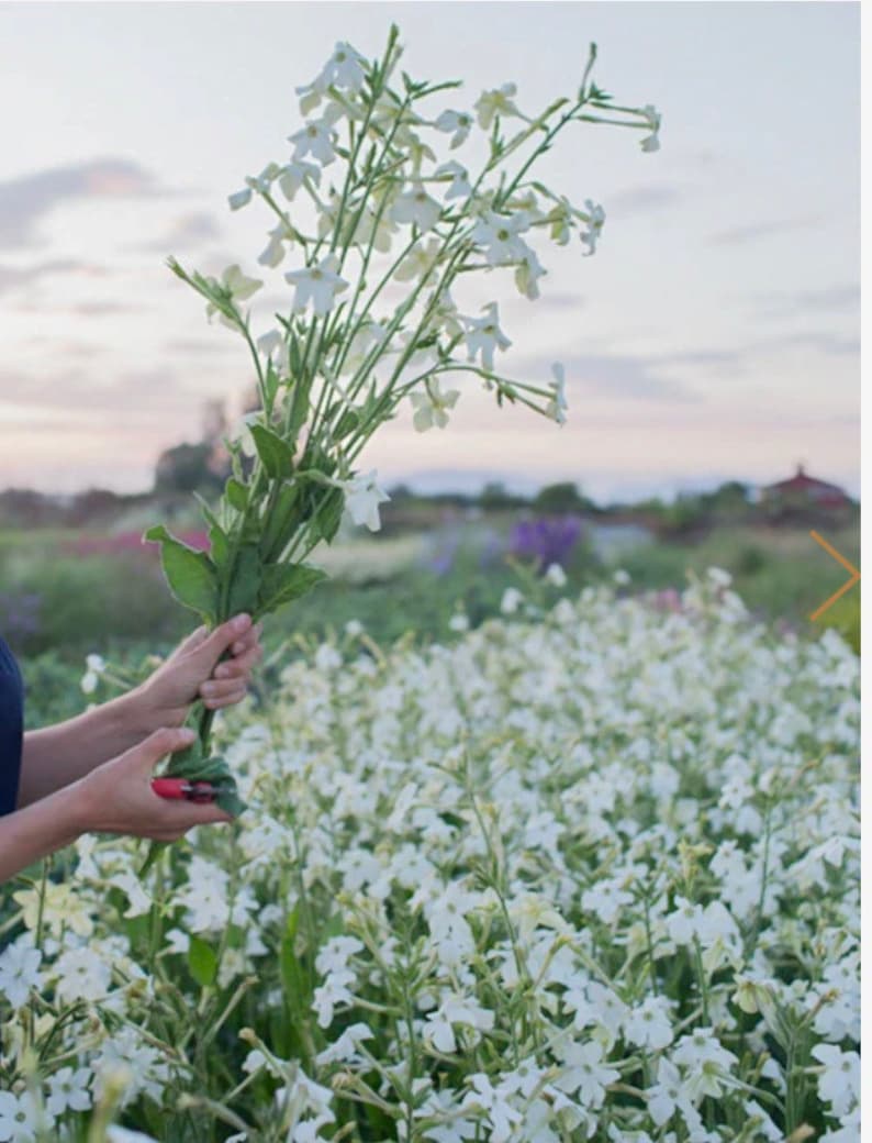 Jasmine Scented Flowering Tobacco 'Starlight Dancer' Nicotiana alata Seeds Cut Flowers Bouquet HUMMINGBIRDS love it image 3