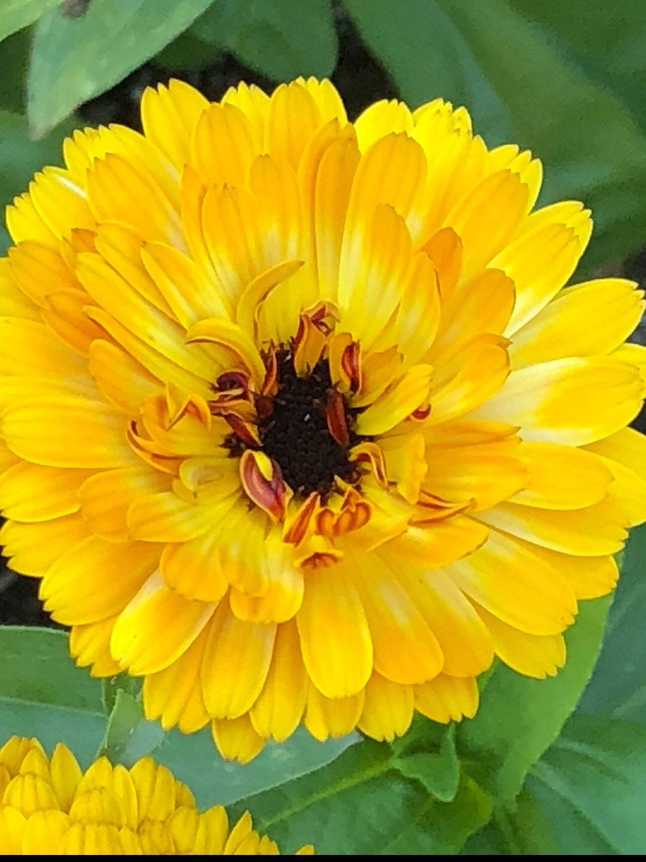 Calendula Tall Cutting Flowers SEEDS Medicinal Herb Pot Etsy Canada