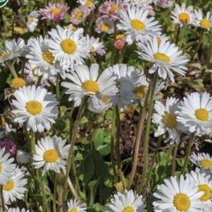 1000 English BELLIS Daisy SEEDS Perennial Evergreen Herbaceous Herb Lawn Daisy and Bruisewort Dizzy Bees Urban Garden