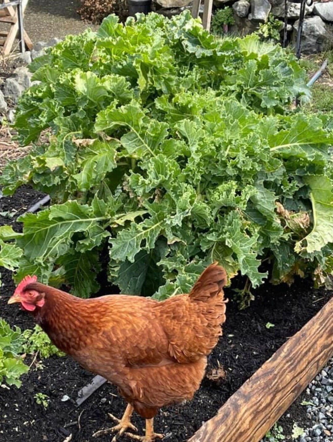 Rare Perennial Walking Stick Kale/cabbage SEEDS Rare Seeds Etsy Canada