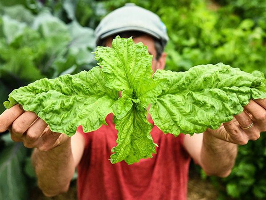 Basil Mammoth Lettuce Leaf BASIL SEEDS Giant Crinkled Leaf Basil