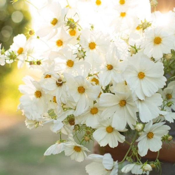 White Purity Cosmos Seeds single daisy cut flowers bouquet Dizzy Bees Urban garden*combined shipping *