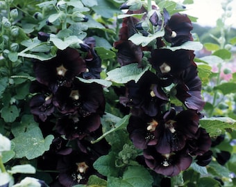 Black Hollyhock SEEDS cottage garden cut flowers bouquet  Florist Urban Food forest/garden