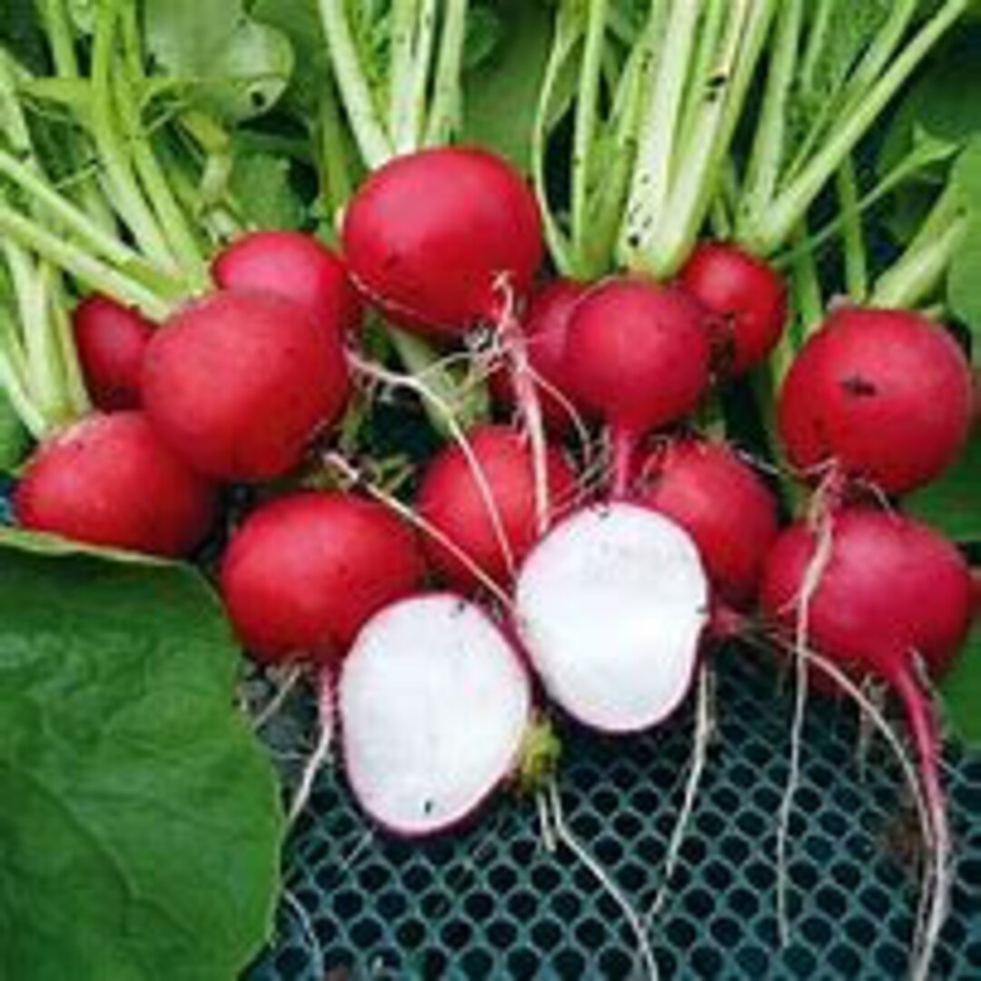Early Red Cherry Belle RADISH SEEDS HEIRLOOM Dizzy Bees Urban Garden