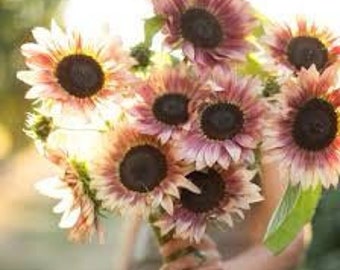 Ruby Mix Sunflower SEEDS  cut flowers bouquet florist ruby eclipse ruby ruffle Feed birds from Dizzy Bees Urban Garden