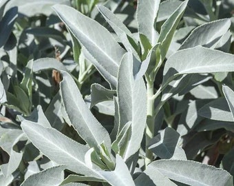 White Sage, bee sage, sacred sage seeds, Heirloom, herb, ceremony smudge Urban Food forest