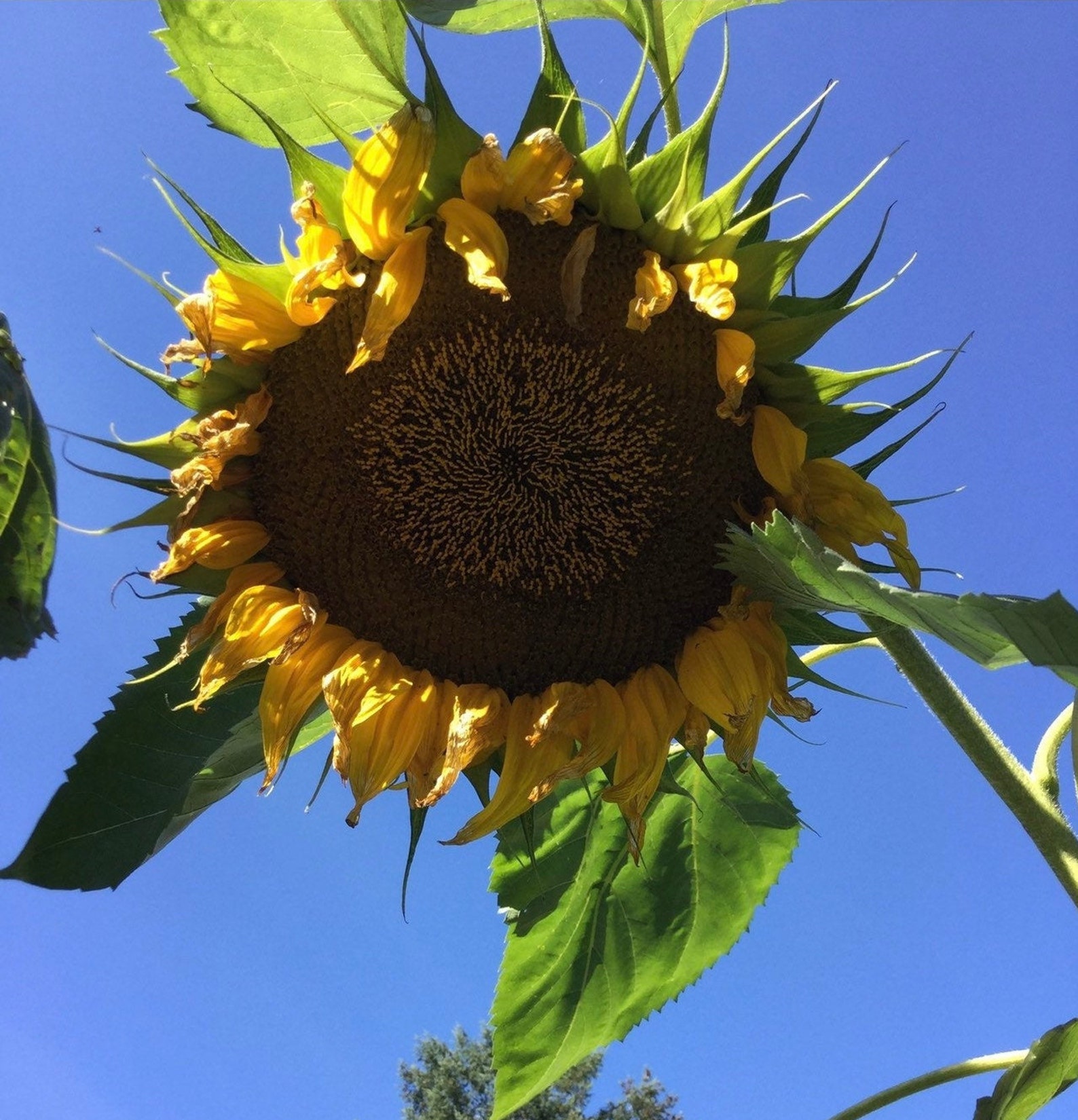 Russian Mammoth GIANT SUNFLOWER SEEDS Attracts Butterflies Etsy Canada