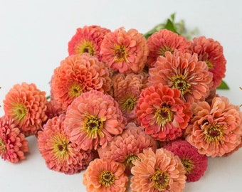 GIANT Coral Queen ZINNIA SEEDS non gmo organinc cut flower bouquet florist Dizzy Bees Urban Garden