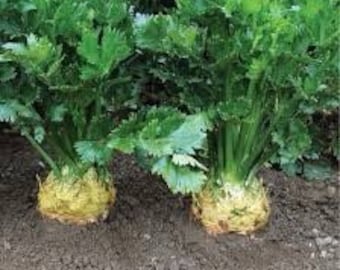 Celeriac celery 200 seeds celery seed parsley winter harvest from Dizzy Bees Urban Garden