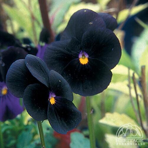 Edible Black Violas/ Pansy SEEDS Cut Flower Bouquet Florist Etsy Canada