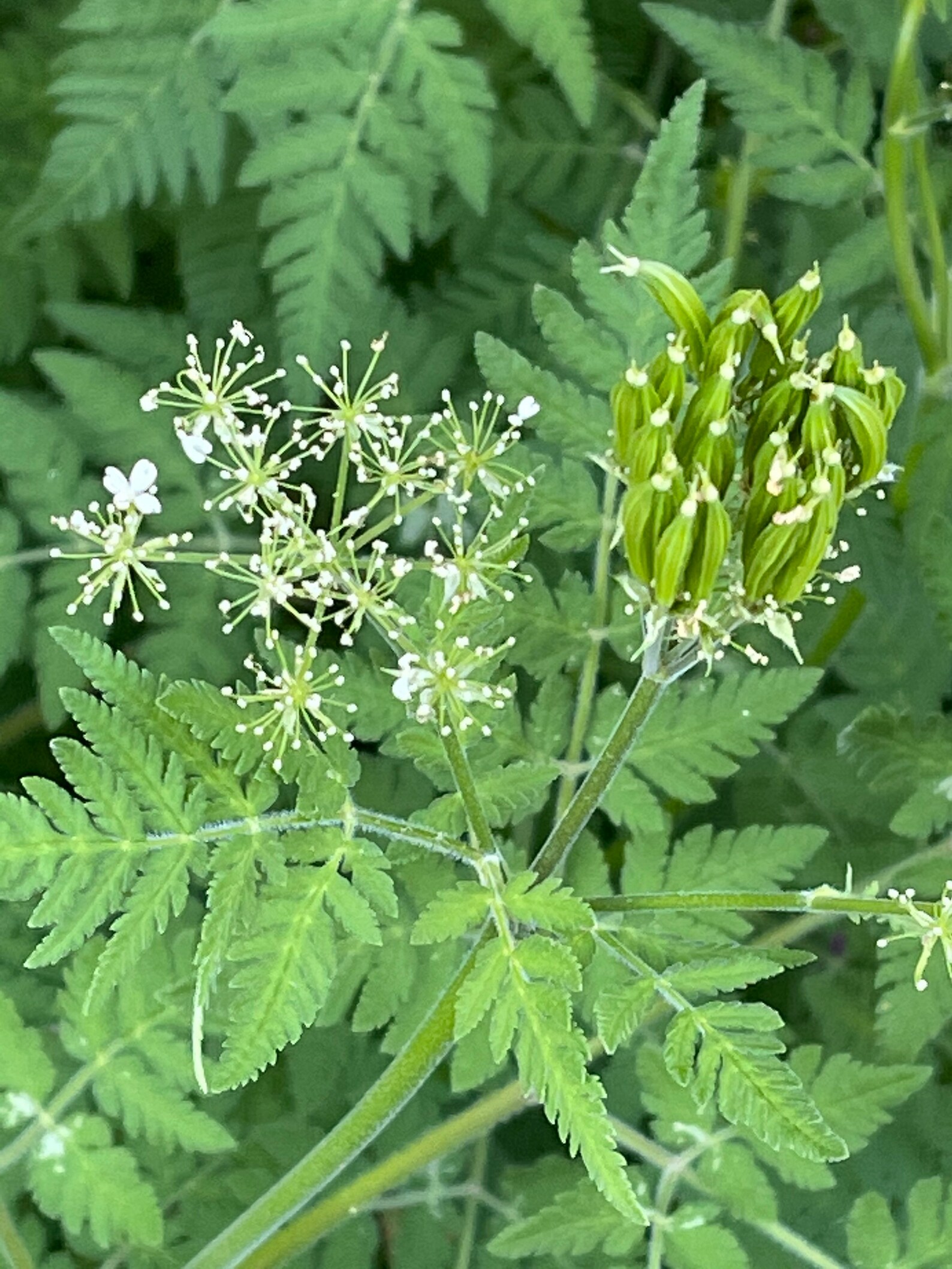 Sweet Cicely medicinal herb licorice scented edible attracts Etsy