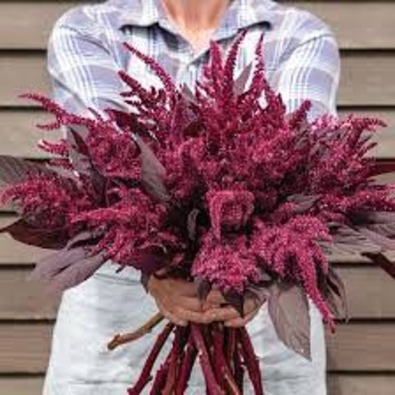 Velvet Curtains Amaranth Seeds Cut Flowers Bouquet Dried Flowers Pressed  Dizzy Bees Urban Garden combined Shipping -  Canada