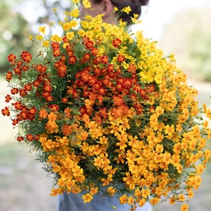 Fragrant Starfire mix Marigold flower seeds yellow orange red cut flower edible long lasting blooms companion from Dizzy Bees Urban