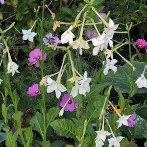 Jasmine Scented Flowering Tobacco 'Starlight Dancer' Nicotiana alata Seeds Cut Flowers Bouquet HUMMINGBIRDS love it image 9