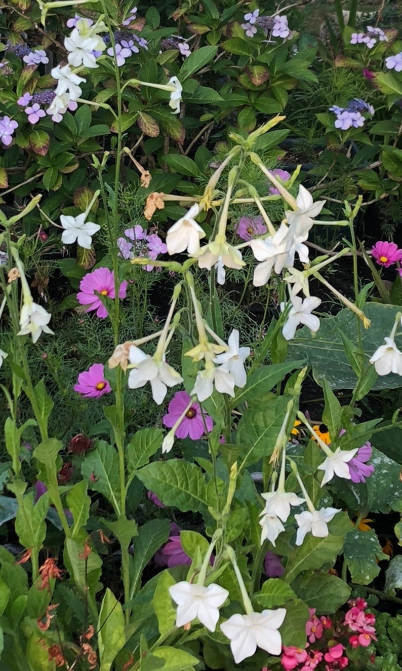 Jasmine Scented Flowering Tobacco 'Starlight Dancer' Nicotiana alata Seeds Cut Flowers Bouquet HUMMINGBIRDS love it image 9