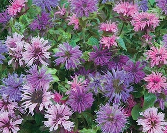 Fragrant BERGAMOT BEE BALM 150 Seeds tea Butterflies Bees Birds Pollinators love it Monarda fistulosa from Urban Food forest