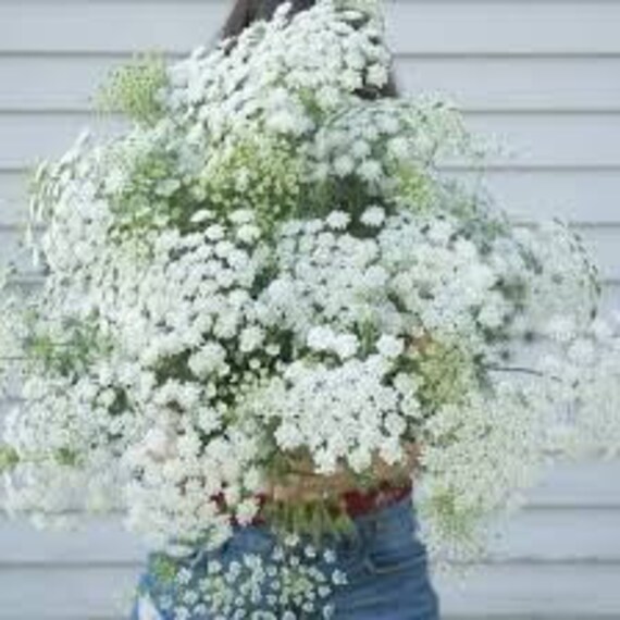 Queen Anne's Lace Queen of Africa – Floret Flower Farm