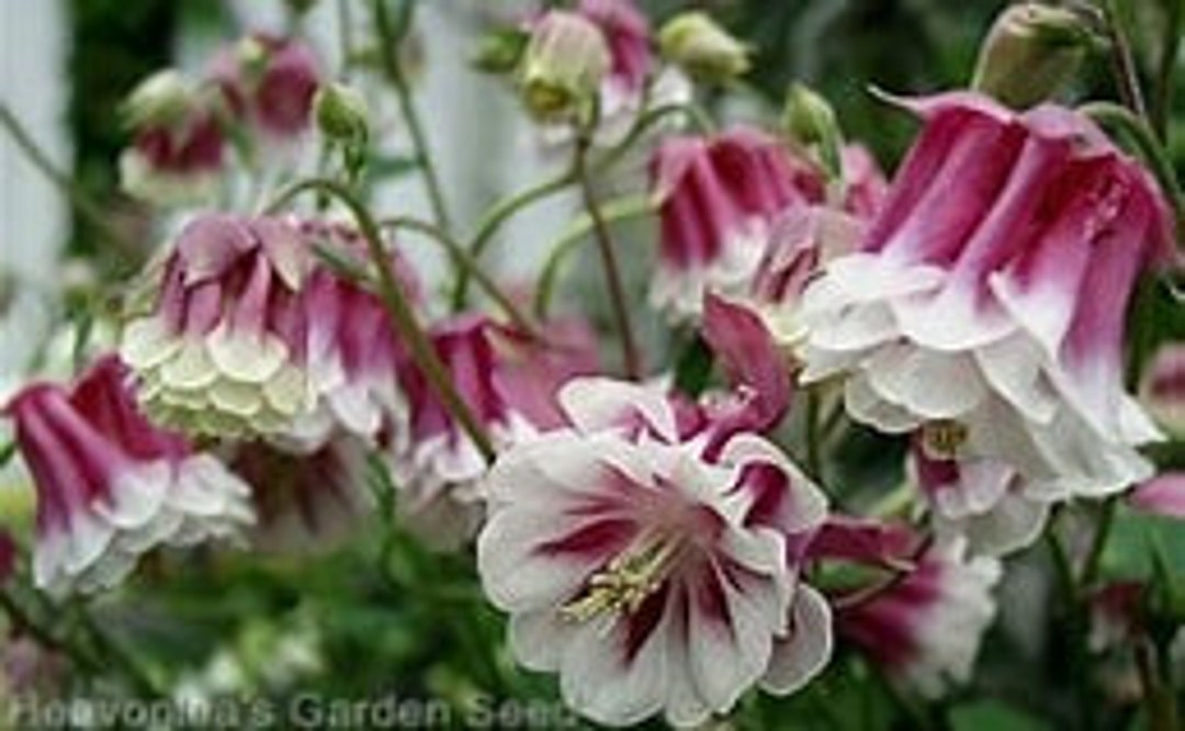 Giant Pink Petticoat Columbine SEEDS Attracts Butterflies Bees Pollinators Cut Flowers Bouquet