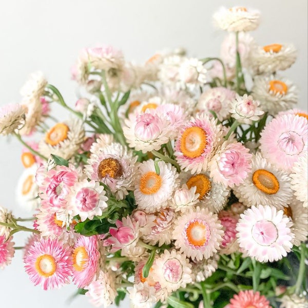 Silvery Rose Strawflower 200 SEEDS Helichrysum bracteatum cut flower bouquet florist wedding dried flowers Pinks white