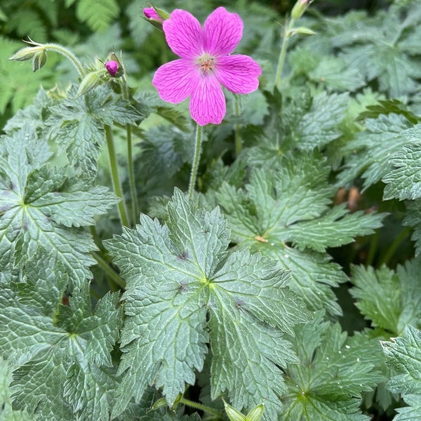 Tall Dusky Cranesbill Seeds Perennial Geranium phaeums  36" purple to pink flowers dark marked leaves Dizzy Bees Urban Garden