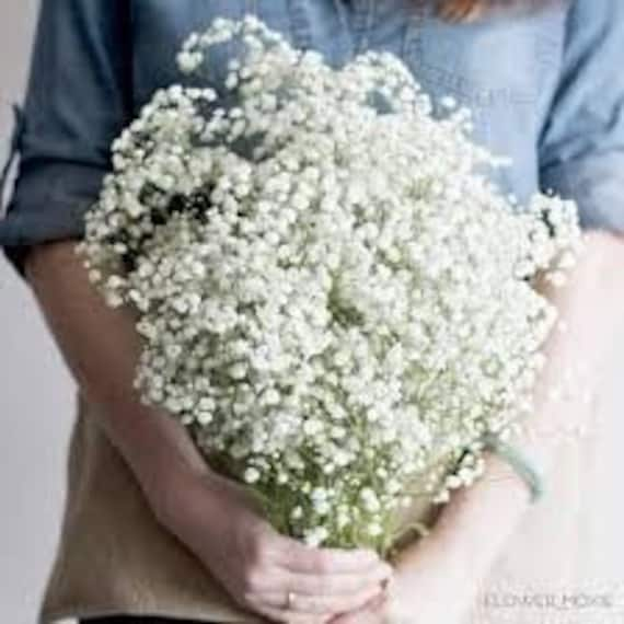 Babys Breath Gypsophila Elegan 200 Seeds Dried Flower Pressed -  Israel