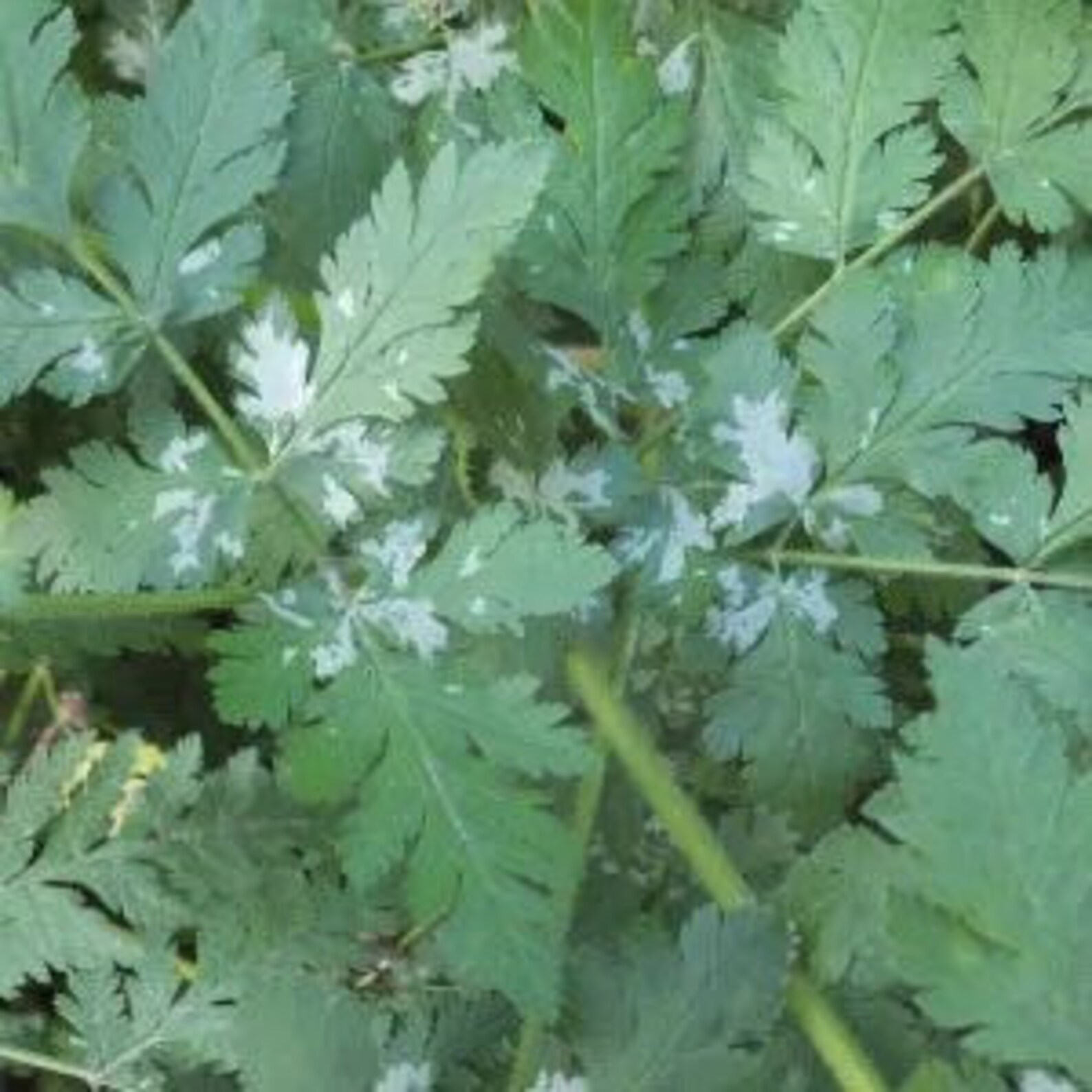 Sweet Cicely medicinal herb licorice scented edible attracts Etsy