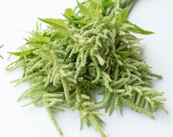 Green Tails Amaranth Seeds Emerald Tassels Aztec grain edible Cut Flower Bouquet Dizzy Bees Urban Garden *Combined Shipping *