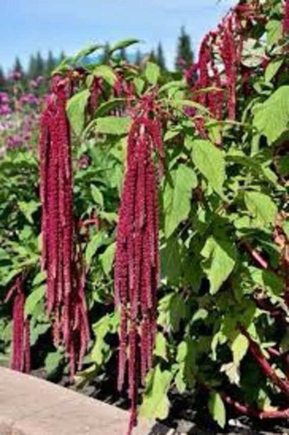 Амарантус Розарио. Амарантус Спайдер красный. Amaranthus caudatus Mira. Амарантус ами