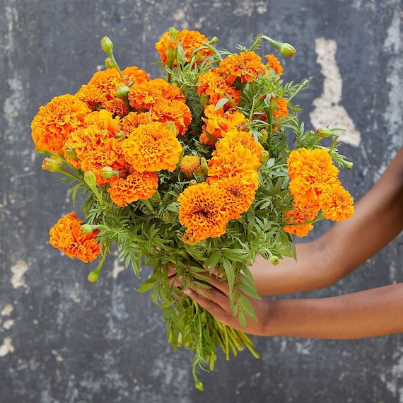 Tangerine Orange Marigold SEEDS Cut Flowers Bouquet Attracts Pollinators  Companion Plant Dizzy Bees Urban Garden Combined Shipping - Etsy Hong Kong